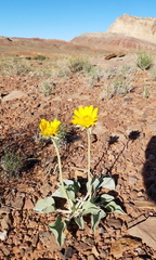 Enceliopsis nudicaulis