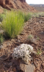 Eriogonum bicolor