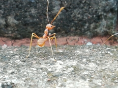 Oecophylla smaragdina