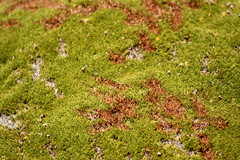 Dracophyllum muscoides