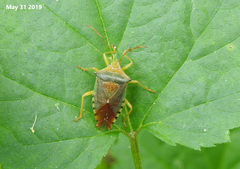 Acanthosoma denticaudum