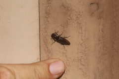 Deilelater physoderus