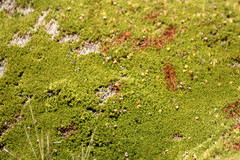 Dracophyllum muscoides