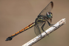 Cannaphila insularis