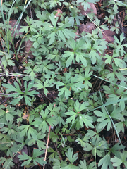Lithophragma parviflorum