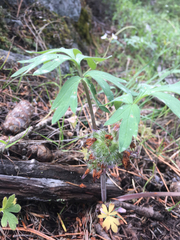 Hydrophyllum capitatum