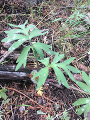 Hydrophyllum capitatum