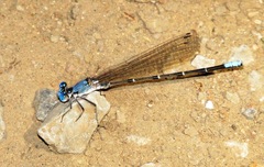 Argia apicalis