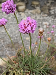Armeria maritima californica