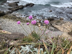 Armeria maritima californica