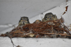 Empidonax difficilis