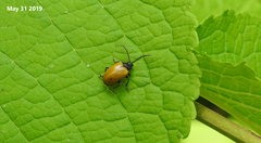 Gallerucida flavipennis