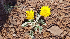 Enceliopsis nudicaulis