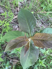 Triosteum