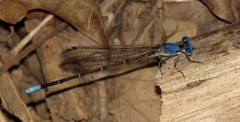 Argia apicalis