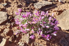 Rhinotropis subspinosa