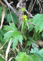 Ranunculus uncinatus