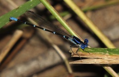 Argia sedula
