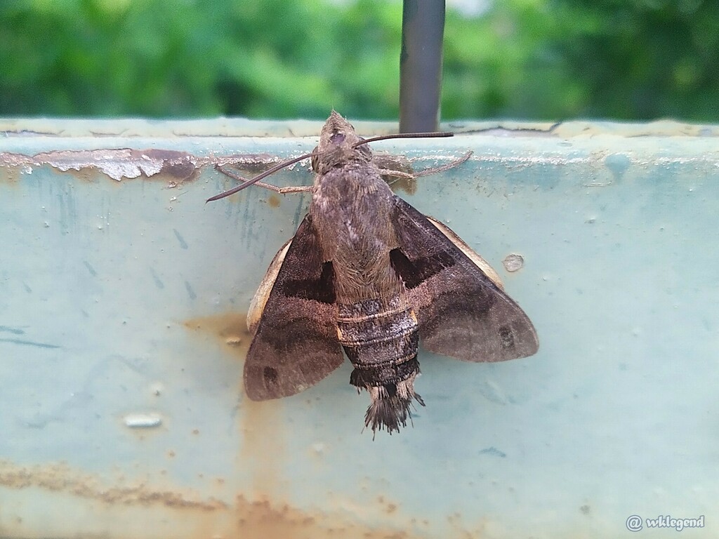Crisp-banded Hummingbird Hawkmoth from Kwun Tong, HK on July 9, 2024 by ...