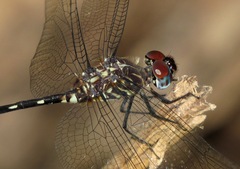 Dythemis velox