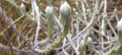 Anaphalis brevifolia, 2024-07-09