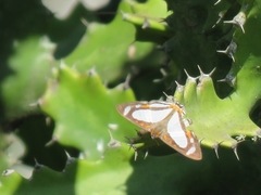 Thisbe lycorias
