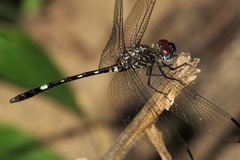 Dythemis velox