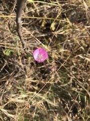 Sidalcea sparsifolia