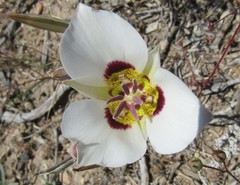 Calochortus bruneaunis
