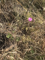 Sidalcea sparsifolia