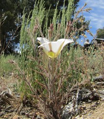Calochortus bruneaunis