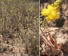 Bulbine alooides
