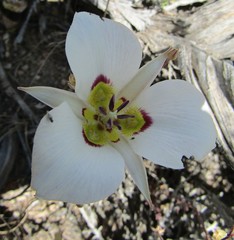 Calochortus bruneaunis