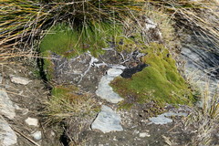 Dracophyllum muscoides