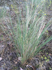 Pseudoroegneria spicata