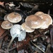 Mycena subvulgaris - Photo no rights reserved, uploaded by Eileen Laidlaw