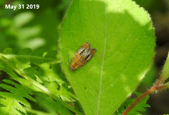 Olethreutes captiosana