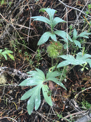 Hydrophyllum capitatum