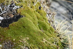 Dracophyllum muscoides