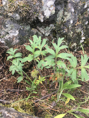 Hydrophyllum capitatum