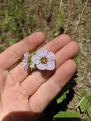 Phacelia bolanderi