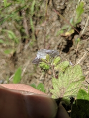 Phacelia bolanderi