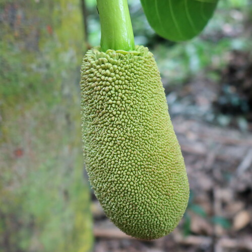 Artocarpus heterophyllus