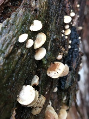 Panellus pusillus
