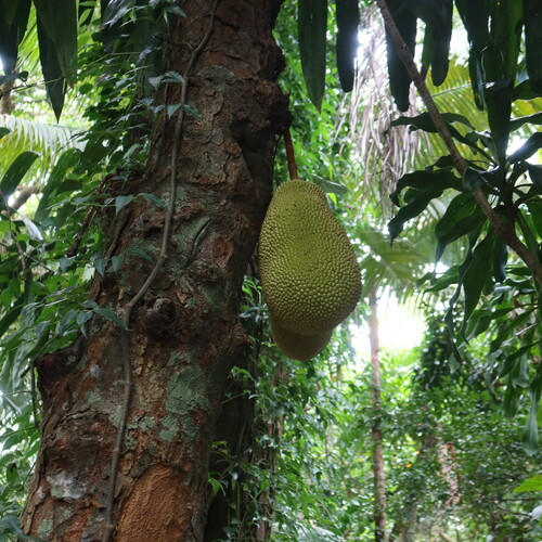 Artocarpus heterophyllus