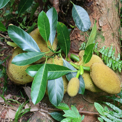 Artocarpus heterophyllus