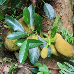 Jackfruit