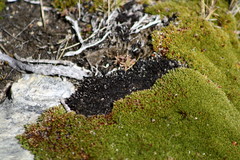 Dracophyllum muscoides