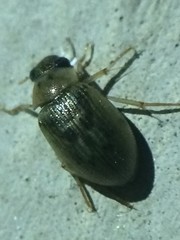 Berosus peregrinus