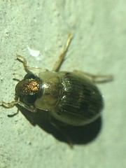 Berosus peregrinus